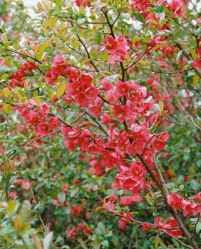 Cognassier à fleurs 'Umbilicata'
