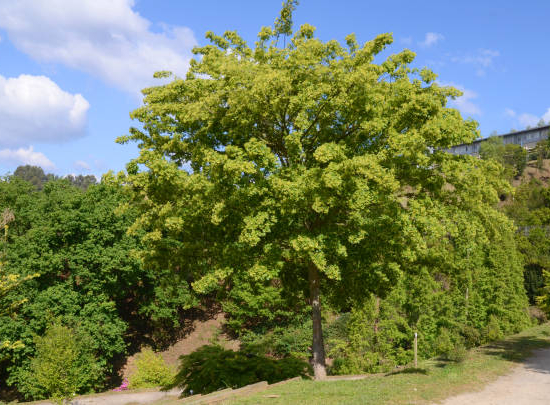 Érable champêtre 'Lienco'
