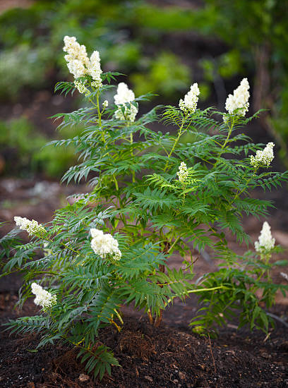Fausse spirée à feuilles de sorbier 'Sem'