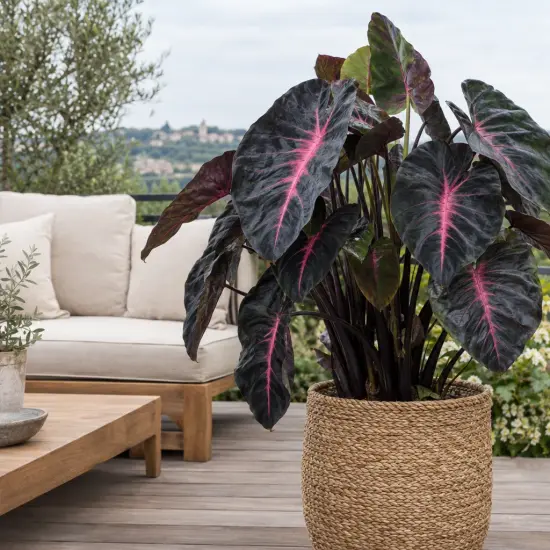 Oreille d'éléphant 'Redemption' (Colocasia esculenta) — grand feuillage nervuré rose sur terrasse aménagée