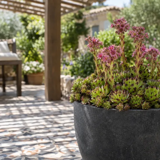 Joubarbe à rosette vert pointes noires 'Appletini' (Sempervivum) — succulente en pot fleurie sur terrasse ombragée · Photo d'illustration