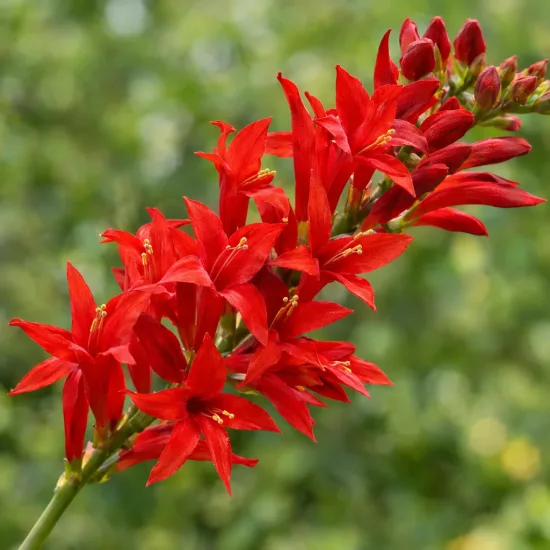 Montbretia rouge écarlate 'Lucifer' (Croscosmia masoniorum) — gros plan sur épis de fleurs rouges · Photo d'illustration