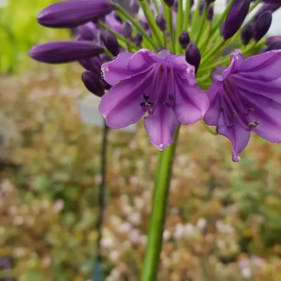 Agapanthus 'Poppin' purple'