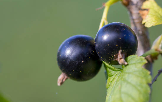 Cassissier 'Titania'
