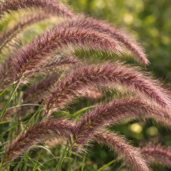 Herbe aux écouvillons 'Karley rose' (Pennisetum orientale) — épis duveteux rosés au-dessus de fines feuilles · Photo d'illustration