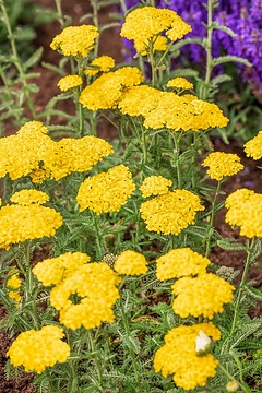 Achillée 'Yellow''