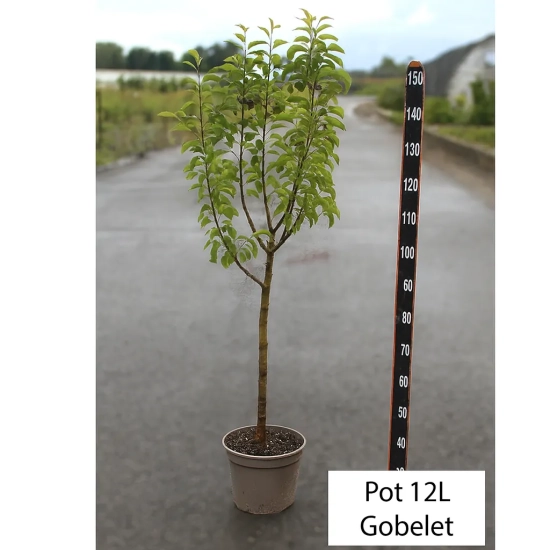 Poirier 'Delbard gourmande'