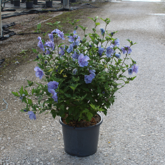 Althéa 'Blue chiffon'