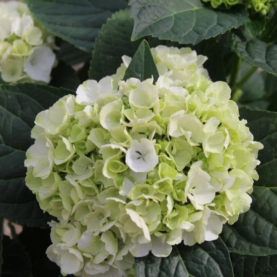 Hortensia 'Soeur therese blanc'
