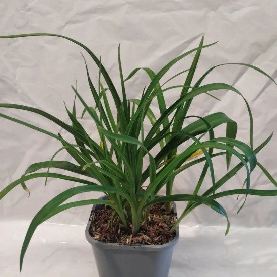 Hémérocalle 'Neyron rose'