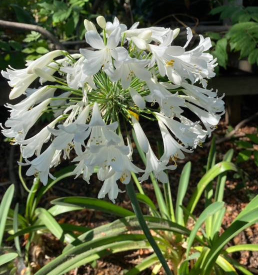 Agapanthe hybride 'Kilmurry blanche'