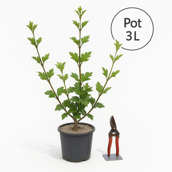 Althéa 'Woodbridge rge clair'