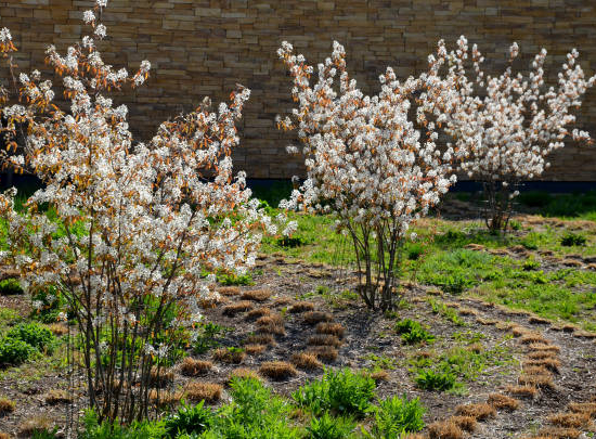 Amélanchier du canada 'Glenform'