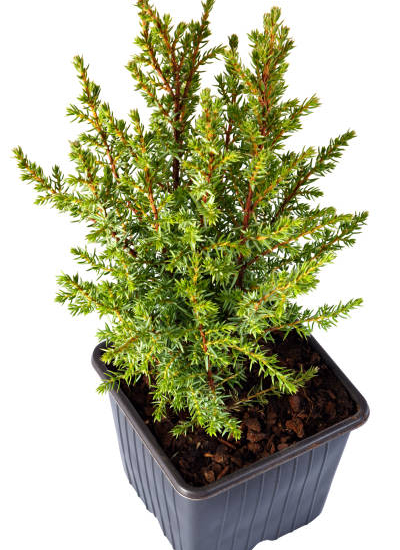 Genévrier commun 'Repanda'