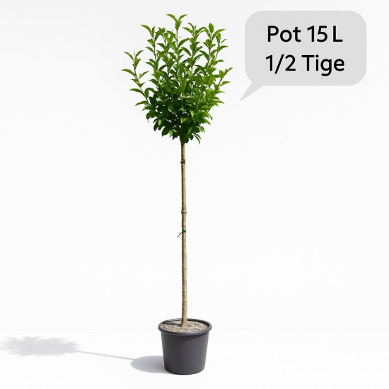 Althéa 'Woodbridge rge clair'