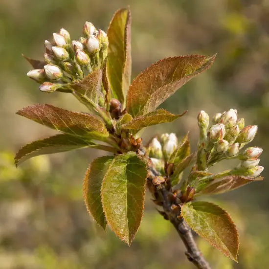 Amélanchier à feuille d'aulne 'Northline' (Amelanchier alnifolia) — grappe de boutons floraux sur rameau feuillé