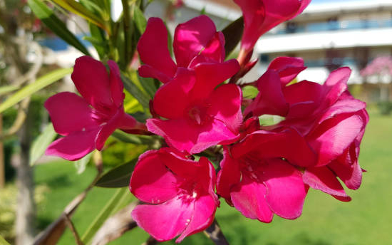 Laurier rose 'Vuelta'