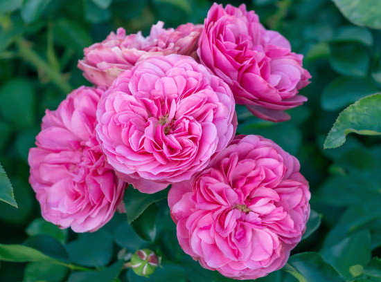 Rosier 'Leonard de vinci '