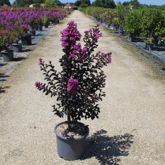 Lilas des indes 'Purely purple'