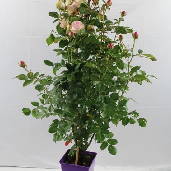 Rosier 'Pierre de ronsard '