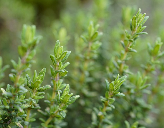 Thymus vulgaris