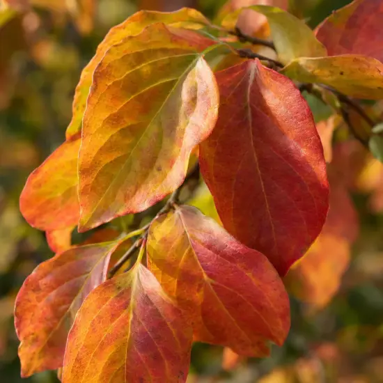 Cornouiller du japon 'Schmetterling' (Cornus kousa) — gros plan de feuilles aux teintes chaudes