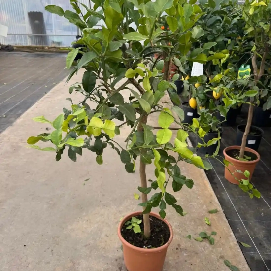 Citronnier combava 'Hystrix'