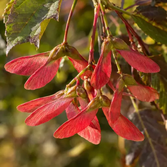 Érable sycomore 'Atropurpureum' (Acer pseudoplatanus) — gros plan de fruits ailés rouges pendants