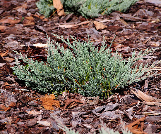 Genévrier rampant 'blue chip'