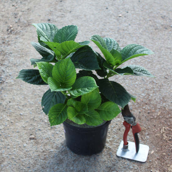 Hortensia 'Rosita rose'