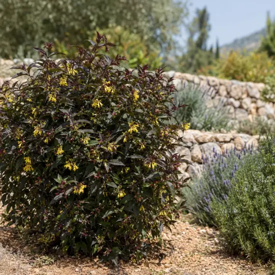 Diervillée 'Kodiak black' (Diervilla rivularis) — arbuste au feuillage sombre et fleurs jaunes, massif rocailleux