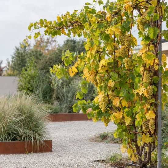 Vigne 'Sauvignon' (Vitis vinifera) — liane palissée avec grappes de raisins jaunes au jardin · Photo d'illustration
