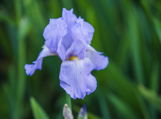 Iris nain 'Tinker bell bleu'