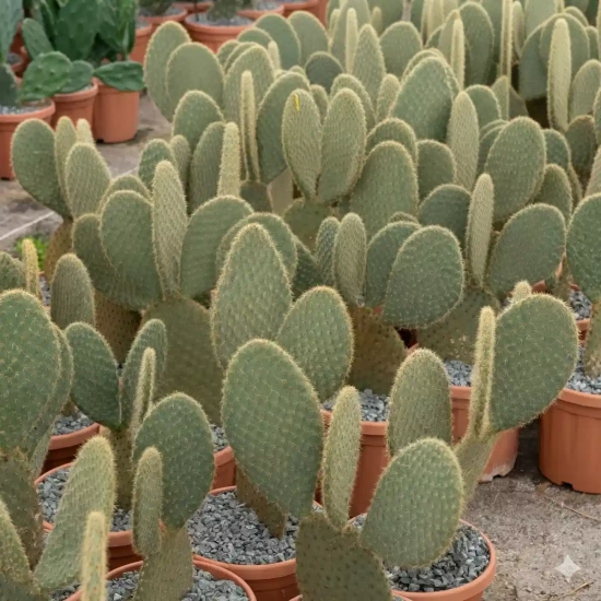 Opuntia  'Sheeri'