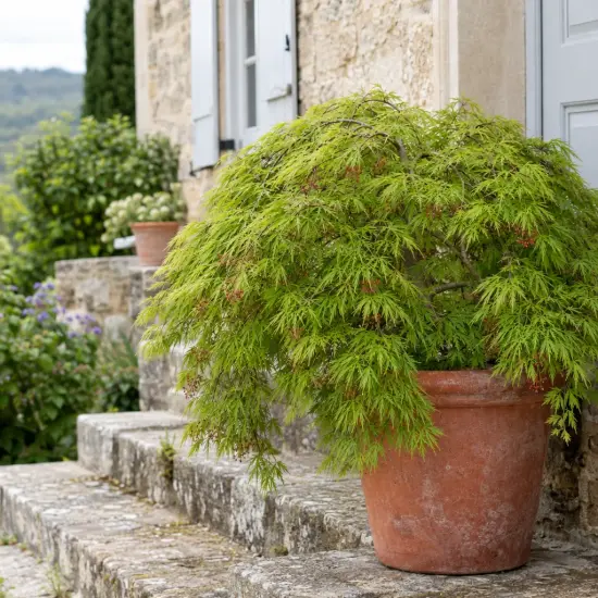 Érable du japon 'Green lace' (Acer palmatum) — arbuste retombant en pot devant une maison
