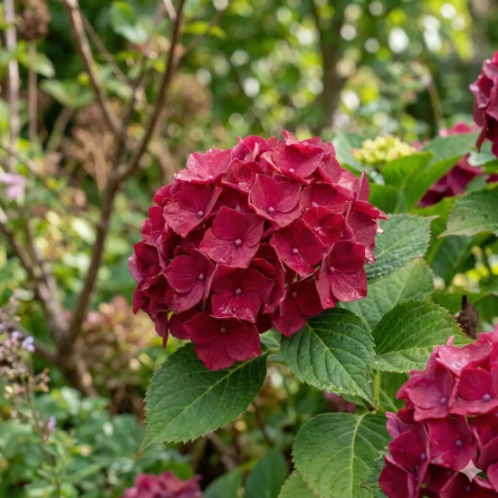 Hortensia 'Rouge'