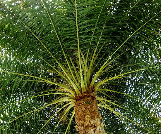 Phoenix sylvestris