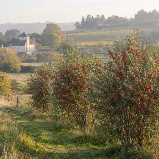 Chalef d'automne à baies rouges 'Amoroso' (Eleagnus umbellata) — arbustes couverts de petites baies rouges, paysage rural · Photo d'illustration