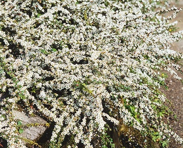 Cotonéaster à petites feuilles