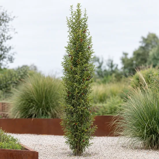 Bourdaine 'Ron williams' (Rhamnus frangula) — arbuste étroit dressé dans massif minéral · Photo d'illustration