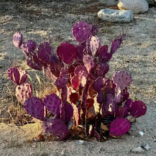 Figuier de Barbarie pourpre