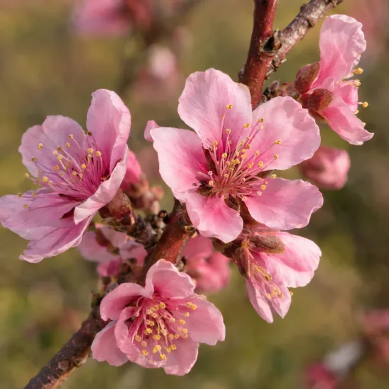 Brugnon nain rubis 'Necta zee' (Prunus persica) — branche fleurie avec plusieurs fleurs roses ouvertes · Photo d'illustration