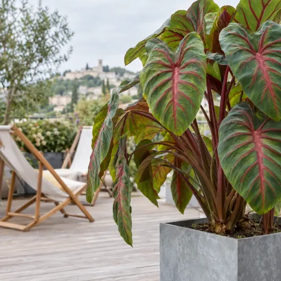Oreille d'éléphant 'Pharaohs mask red' (Colocasia esculenta) — grand feuillage vert nervuré de rouge en terrasse
