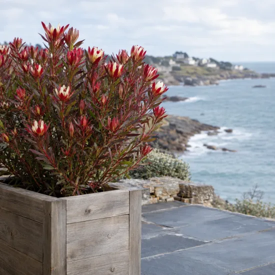 Leucadendron 'Winter red' (Leucadendron salignum) — arbuste coloré en bac sur terrasse côtière · Photo d'illustration