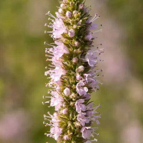 Menthe yakima 'Yakima' (Mentha × piperita) — épi dense de petites fleurs rose pâle · Photo d'illustration