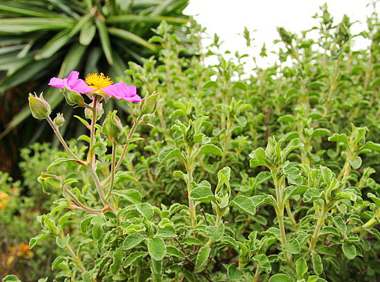 Ciste pulvérulent 'Sunset'