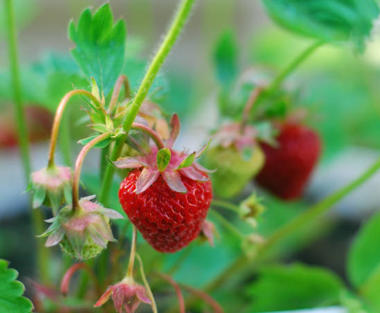 Fraisier 'Mme moutot'