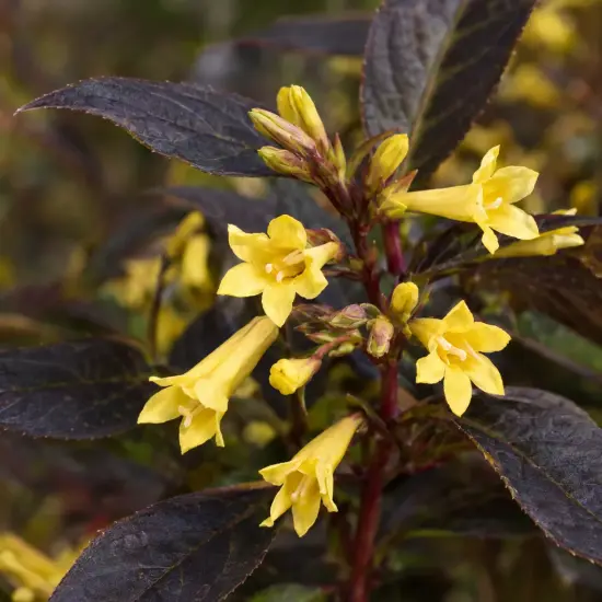 Diervillée 'Kodiak black' (Diervilla rivularis) — grappes de fleurs jaunes sur feuillage sombre