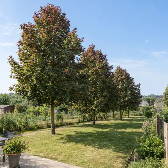 Érable sycomore 'Atropurpureum' (Acer pseudoplatanus) — alignement d'arbres sur pelouse de jardin