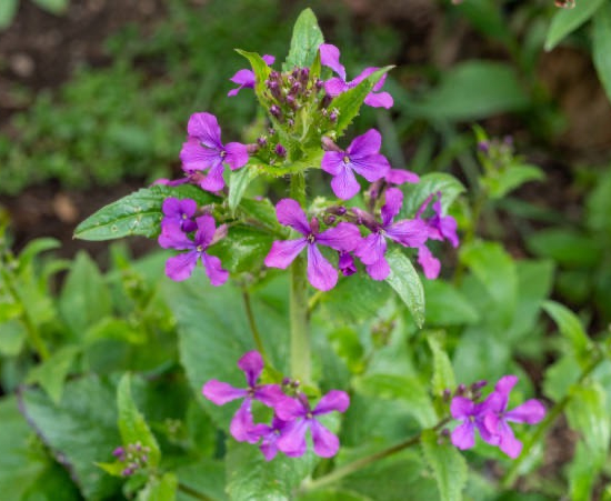 Petite Pervenche